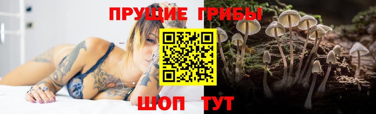 Вышний Волочёк  Псилоцибиновые грибы Psilocybine cubensis  Вход с VPN 
